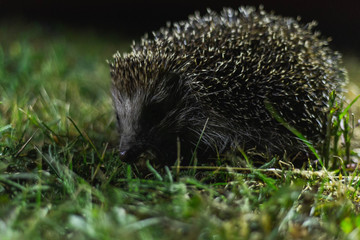 hedgehog in the grass at night