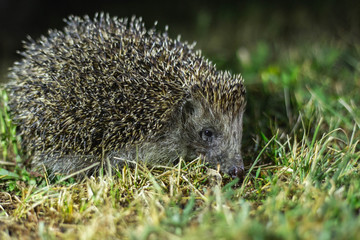 hedgehog in the grass at night