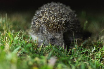 hedgehog in the grass at night
