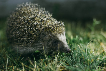 hedgehog in the grass at night