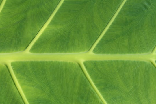 "Giant Elephant Ear" plant leaf (or Indian Taro) in St. Gallen, Switzerland. Its Latin name is Colocasia Gigantea, native to Southeast Asia.