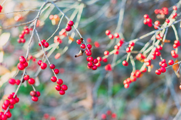 red berries on a branch in autumn