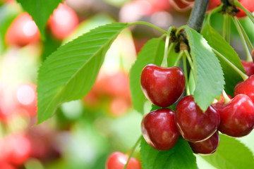 cherry tree branch with ripe large fruits