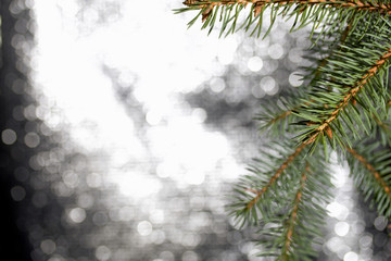 Fir branch on a bokeh background with white-gray color.