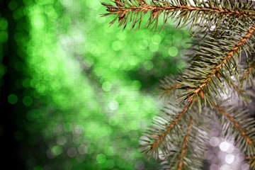 Fir branch on a bokeh background with green-gray color.