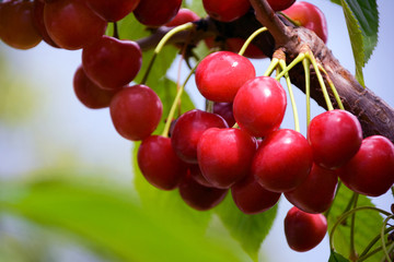 cherry tree branch with ripe large fruits