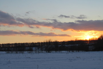 trees at sunset in winter