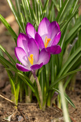 A composition of crocus, plural crocuses or croci