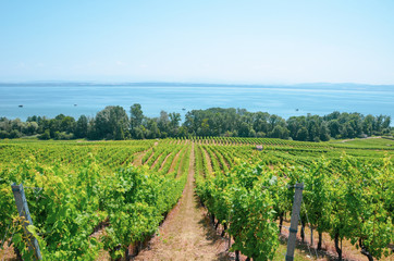 Rows of green vineyards on the slope above the Neuchatel Lake in Switzerland. Photographed on a sunny summer day. Swiss wine region. Winegrowing in Switzerland