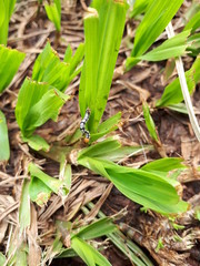 green plant in the garden with larvae