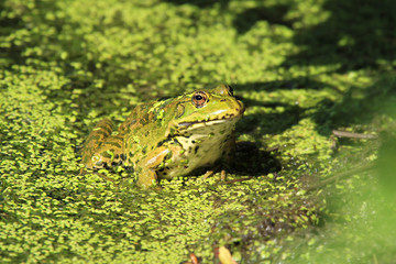 A very beautiful frog in a pond with duckweed grass