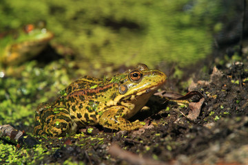A very beautiful frog in a pond with duckweed grass