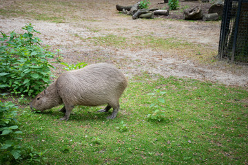 Fuineur en liberté dans la nature