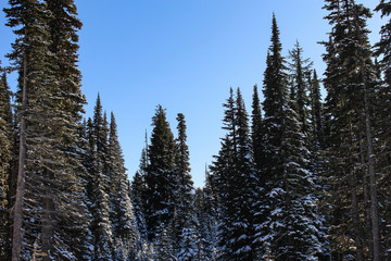 forest in winter