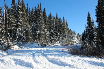 winter landscape with trees and snow