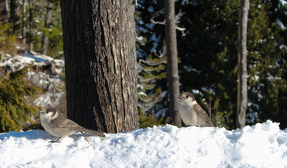 forest in winter
