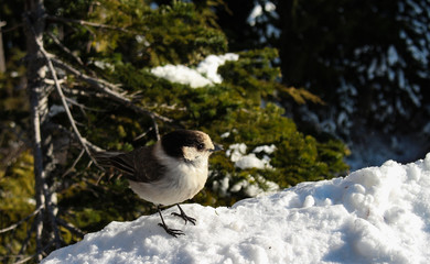 bird in snow