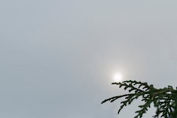 Tree branch without leaves on the background of the sun