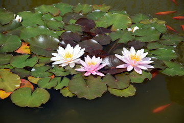 Nymphaea Waterlilies in the Pond with Red Fishes Around
