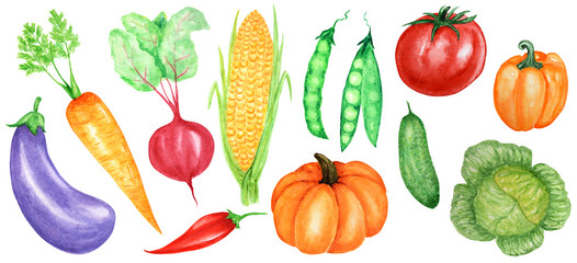 Watercolor painted collection of vegetables. Hand drawn fresh food design elements isolated on white background. Organic Vegetables hand painted illustration.