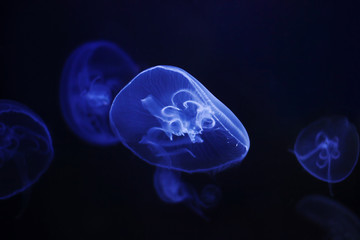 Medusae in the blue water