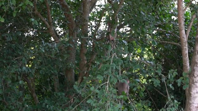 Slow motion of some Cambodian monkeys playing and jumping on tree branches surrounded by abundant vegetation in Siem Reap. A group of macaques descend trees and swing near the temple of Angkor Wat-Dan