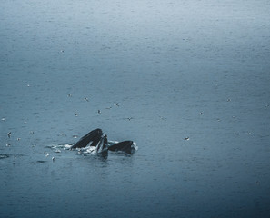 Naklejka premium Aerial View of Arctic city of Ilulissat, Greenland during sunrise sunset with fog. Colorful houses in the center of the town with icebergs in the background in summer on a sunny day with orange pink