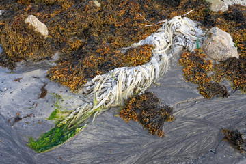Plastic trash among bladder wrack seaweed on a sandy beach, Arctic Ocean, Finnmark, Norway