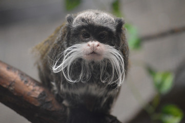 Emperor tamarin on a branch