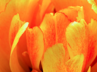 Abstract background of flower texture. Petals of a fluffy bright orange tulip. Floral decor for presentation of natural cosmetics. Macro view. Soft focus. Close up of orange color double early tulip.