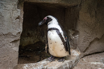 Pinguin dans son habitat naturel en liberté