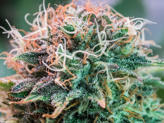 Fototapeta na wymiar HDR close up shot of a cannabis plant blossom