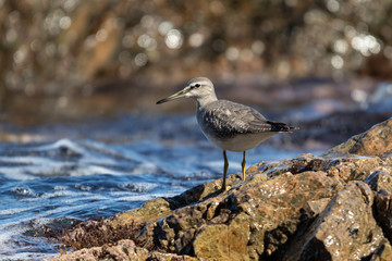 grey-tailed tattler on the coast