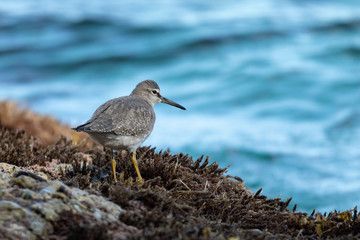 grey-tailed tattler on the coast