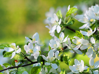 Apple orchard, macro. Blooming apple tree, spring garden. White flowers
