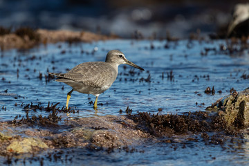 grey-tailed tattler on the coast