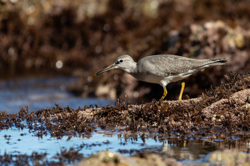 grey-tailed tattler on the coast