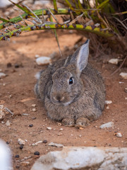 Bunny Rabbits on Lokrum Island near Dubrovnik in Croatia