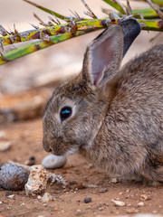 Bunny Rabbits on Lokrum Island near Dubrovnik in Croatia