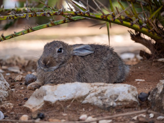 Bunny Rabbits on Lokrum Island near Dubrovnik in Croatia