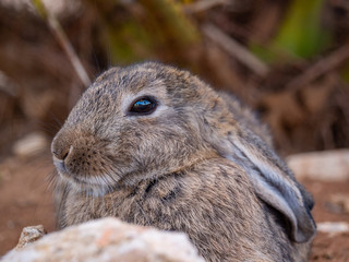 Bunny Rabbits on Lokrum Island near Dubrovnik in Croatia