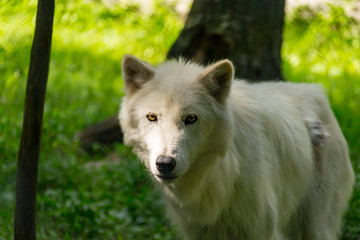 Arctic Wolf