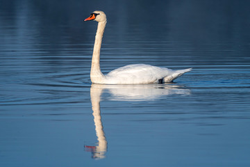 Schwan im Vogleschutzgebiet Drömling
