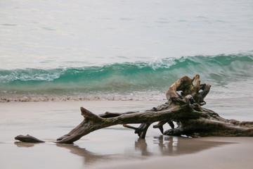 Log at tthe beach with a wave in the background