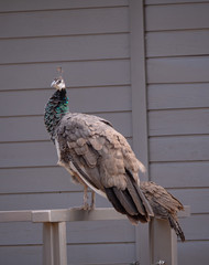Peacock on Lokrum Island near Dubrovnik in Croatia