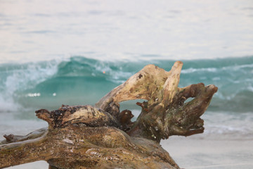 Log at tthe beach with a wave in the background