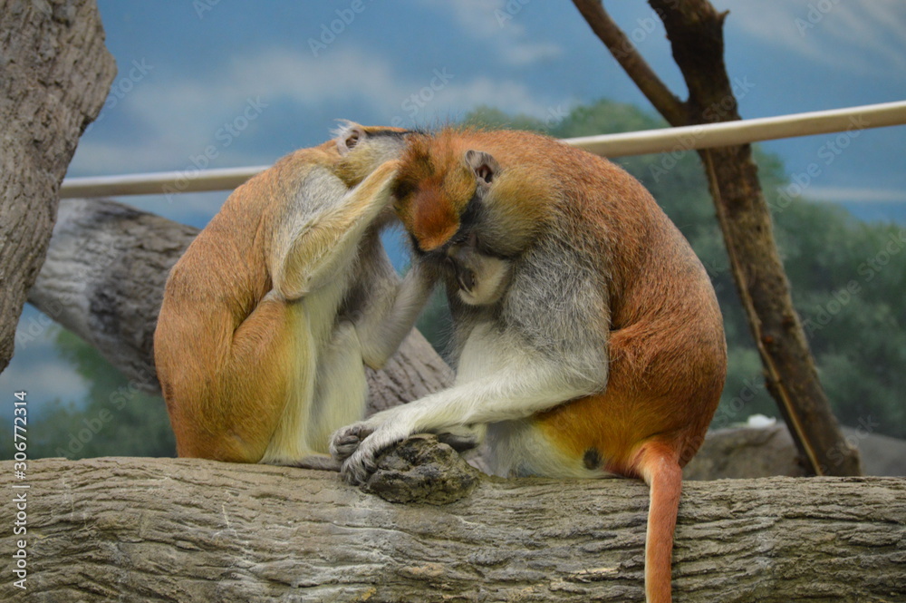 Canvas Prints Patas monkeys grooming each other