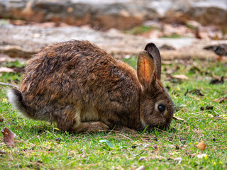 Bunny Rabbits on Lokrum Island near Dubrovnik in Croatia