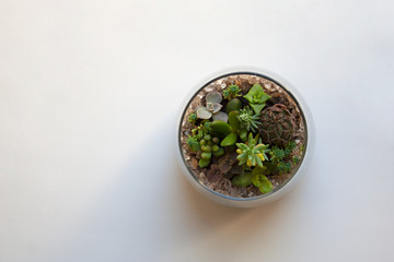 Small succulent plants garden in transparent glass terrarium isolated on white background from a high angle view