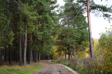 autumn, forest,  tree, nature, trees, landscape, park, 